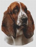(image for) Red and White Basset Hound